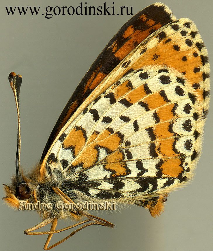 http://www.gorodinski.ru/nymphalidae/Melitaea didymoides eupatides.jpg